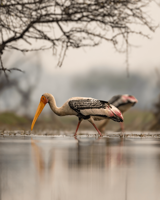 Painted Stork by Sudhir Shivaram - Organikos
