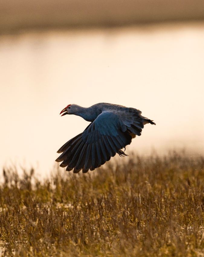 Purple Swamphen by Sudhir Shivaram - Organikos