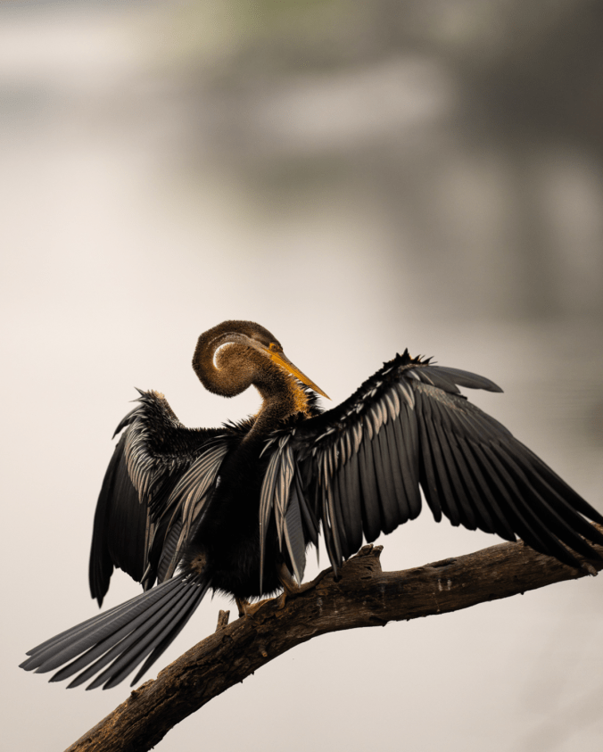 Anhinga by Sudhir Shivaram - Organikos