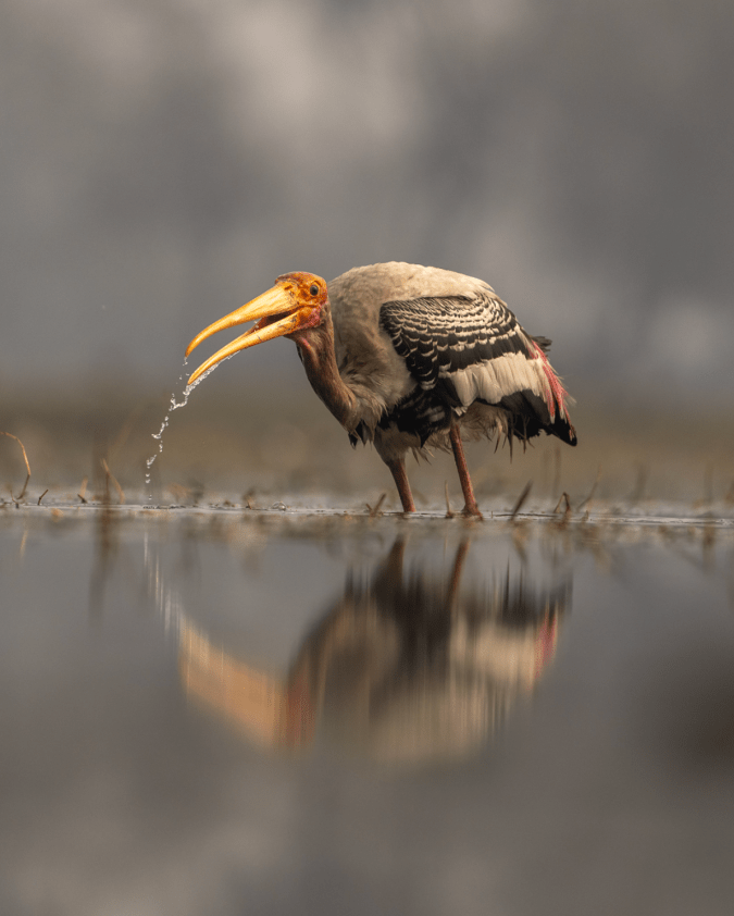 Painted Stork by Sudhir Shivaram - Organikos