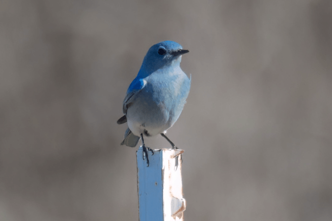 Mountain Bluebird by Richard Kostecke - Organikos