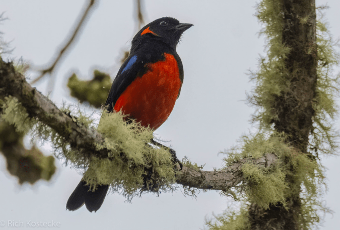 Scarlet-bellied Mountain Tanager by Richard Kostecke - Organikos