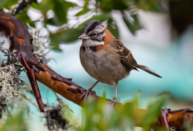 Rufous-collared Sparrow by Richard Kostecke - Organikos