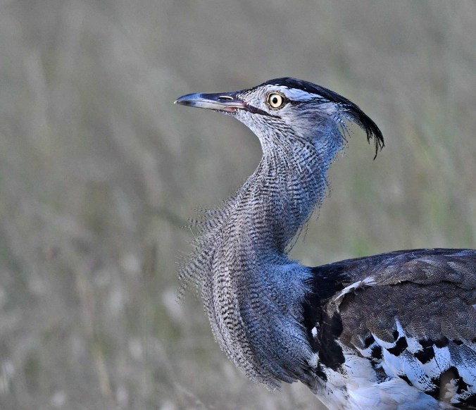Kori Bustard by Puneet Dhar - Organikos