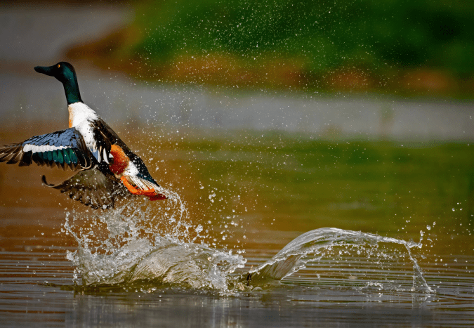 Northern Shoveler by Puneet Dhar - Organikos