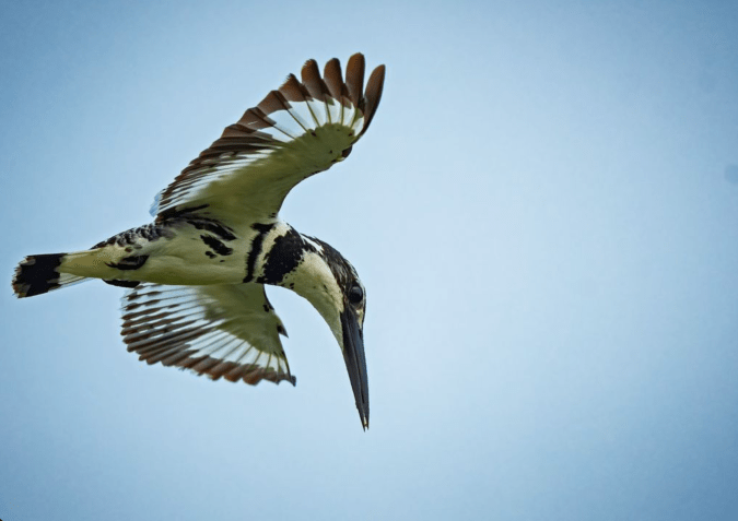 Pied Kingfisher by Puneet Dhar - Organikos