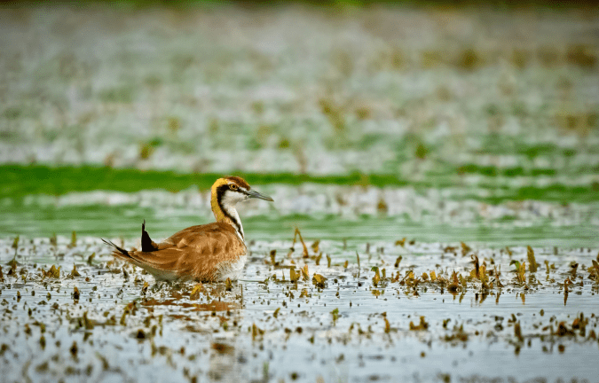 Pheasant-tailed Jacana by Puneet Dhar - Organikos