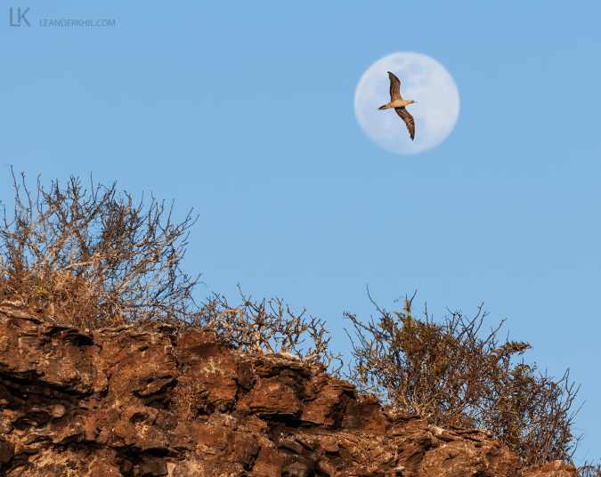 by Leander Khil - Organikos