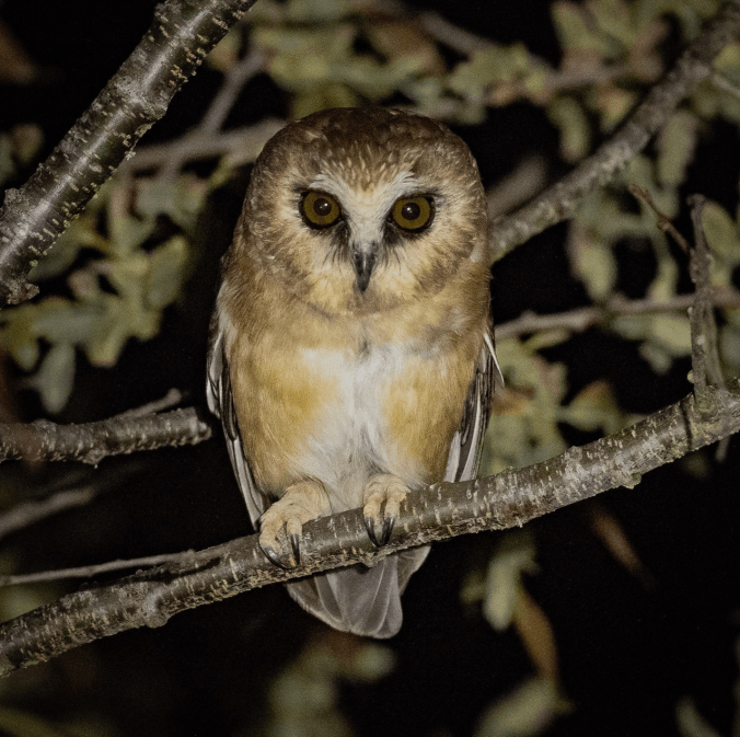 Unspotted Saw-whet Owl by Daniel Aldana - Organikos
