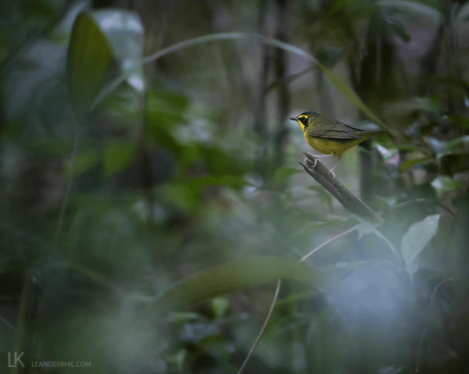 Kentucky Warbler by Leander Khil - Organikos