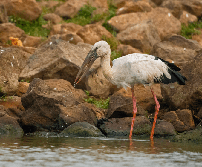 Asian Openbill by Puneet Dhar - Organikos