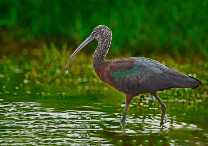 Glossy Ibis by Puneet Dhar - Organikos