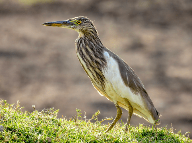Indian Pond-heron by Ramesh Desai - Organikos