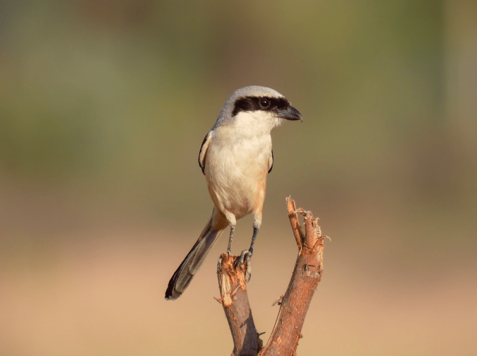 Long-tailed Shrike by Ramesh Desai - Organikos