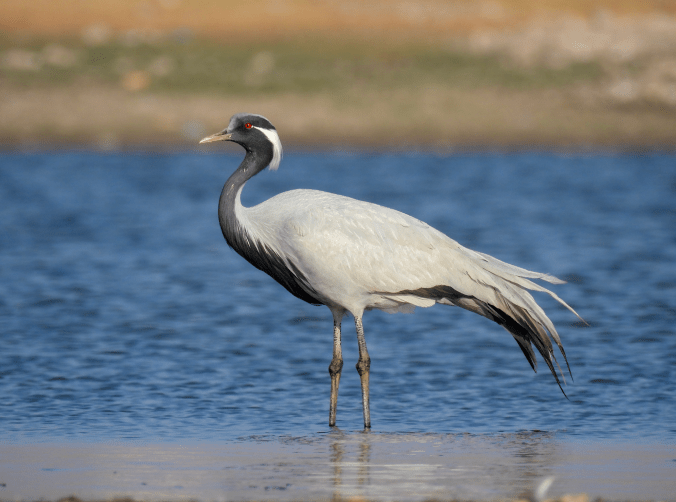 Demoiselle Crane by Ramesh Desai - Organikos
