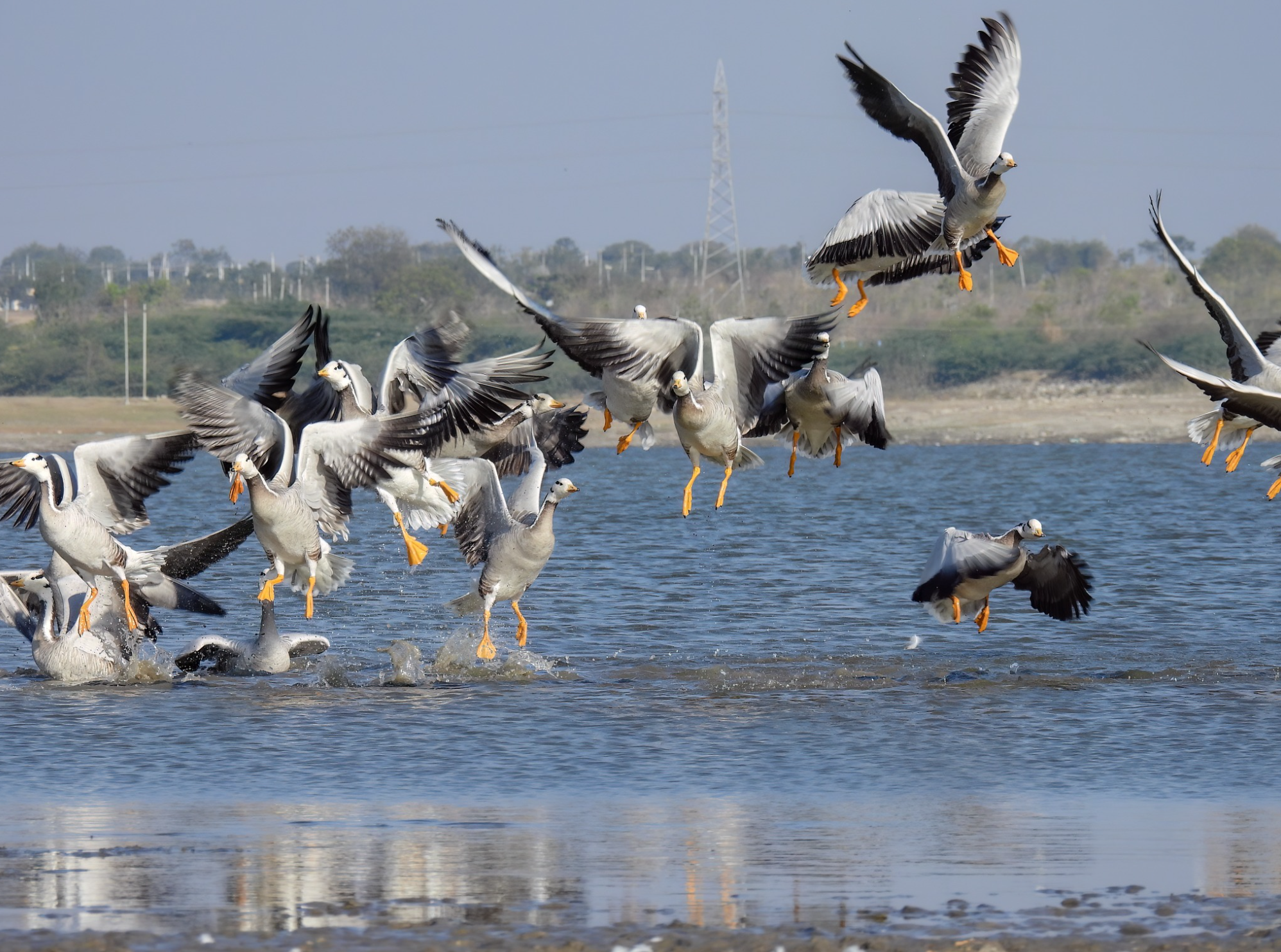 Bar-headed Geese by Ramesh Desai - Organikos