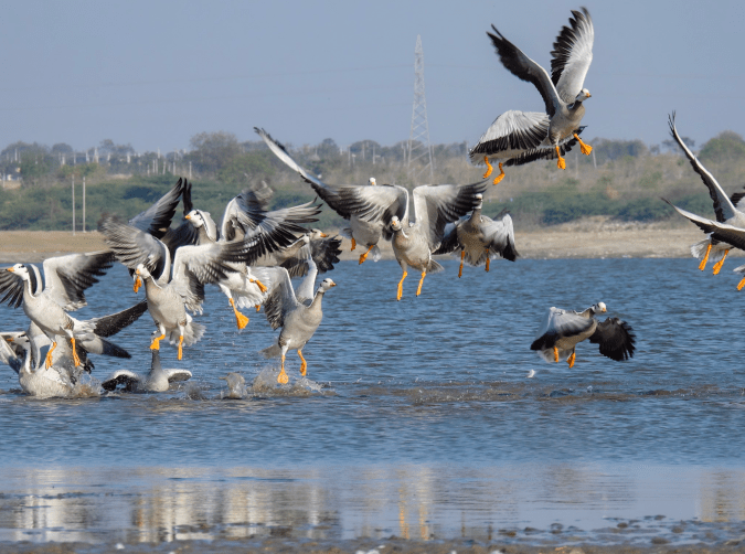 Bar-headed Geese by Ramesh Desai - Organikos