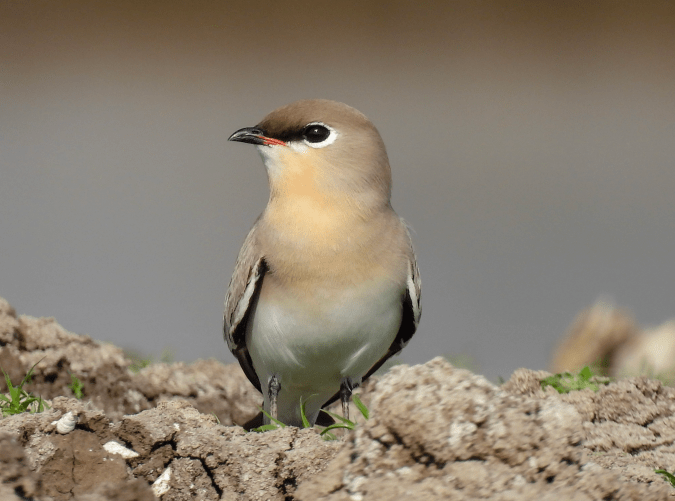 Small Pratincole by Ramesh Desai - Organikos
