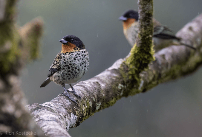 Rufous-throated Tanager by Richard Kostecke - Organikos