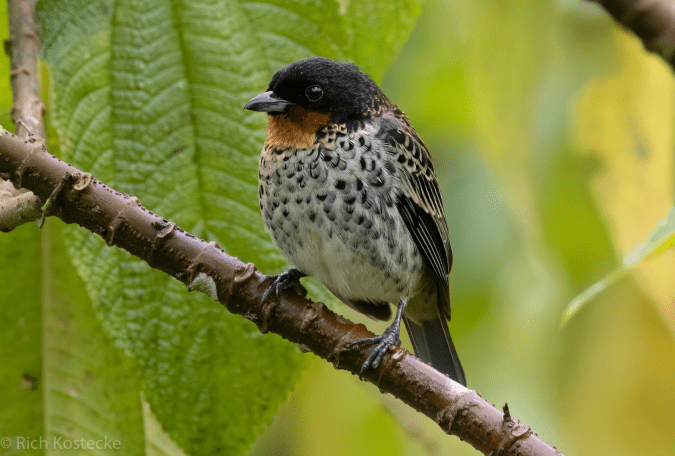 Rufous-throated Tanager by Richard Kostecke - Organikos