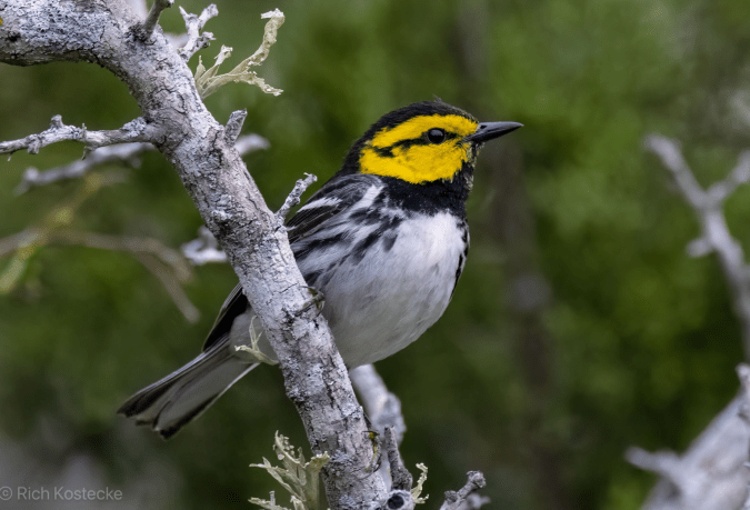 Golden-cheeked Warbler by Richard Kostecke - Organikos