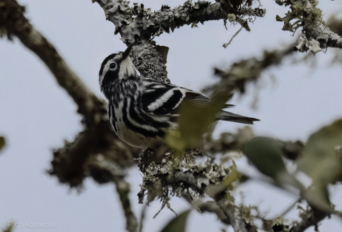 Black-and-white Warbler by Richard Kostecke - Organikos