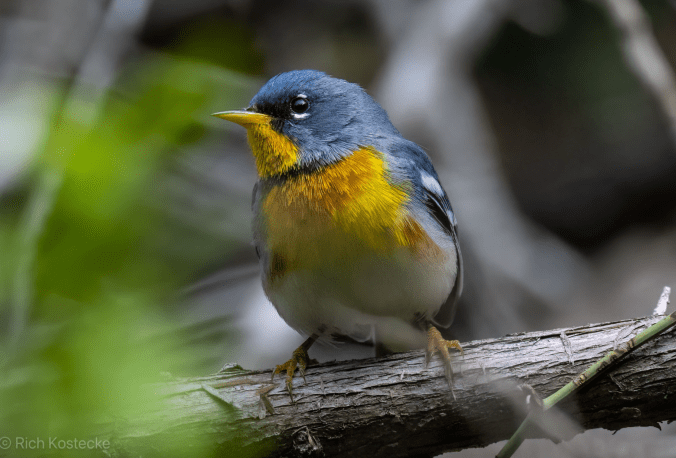 Northern Parula by Richard Kostecke - Organikos