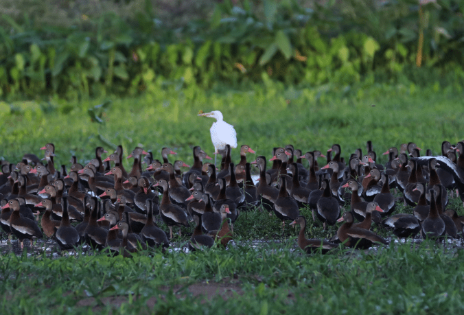Black-bellied Whistling Ducks by Stephen Crafts - Organikos