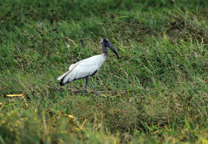 Wood Stork by Stephen Crafts - Organikos