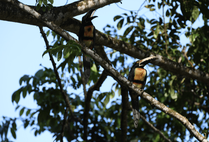 Collared Aracari by Stephen Crafts - Organikos