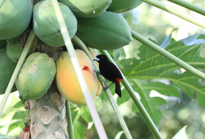 Passerini's Tanager by Stephen Crafts - Organikos