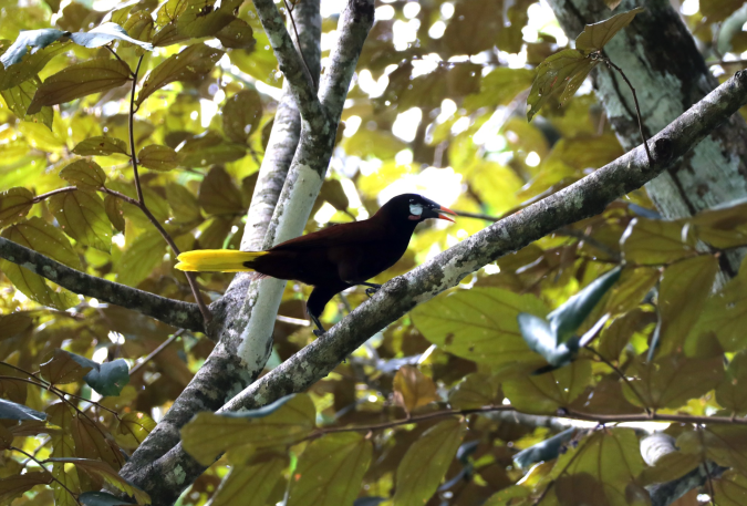 Montezuma Oropendola by Stephen Crafts - Organikos