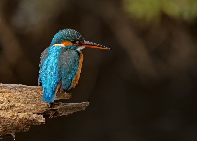 Common Kingfisher by Puneet Dhar - Organikos