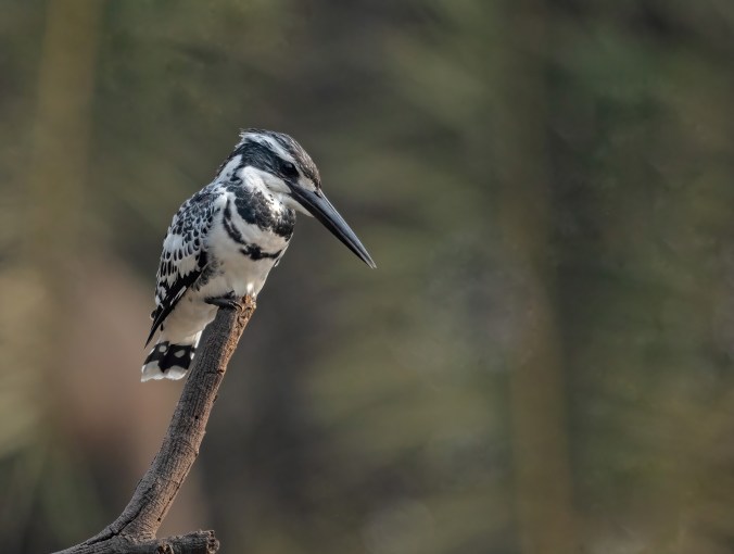 Pied Kingfisher by Puneet Dhar - Organikos