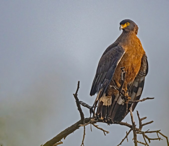 Crested Serpent-Eagle by Puneet Dhar - Organikos