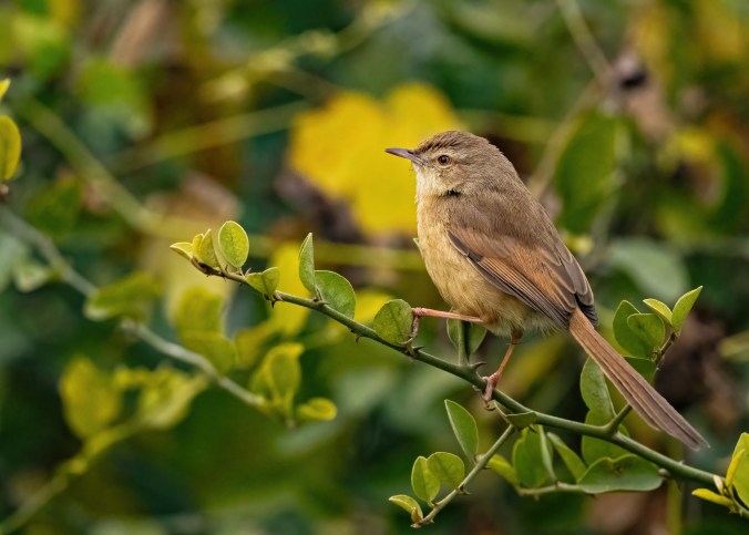 Plain Prinia by Puneet Dhar - Organikos