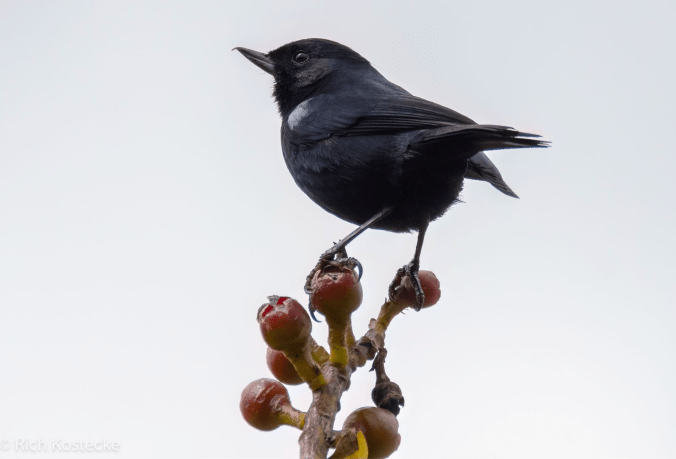 Black Flowerpiercer by Richard Kostecke - Organikos