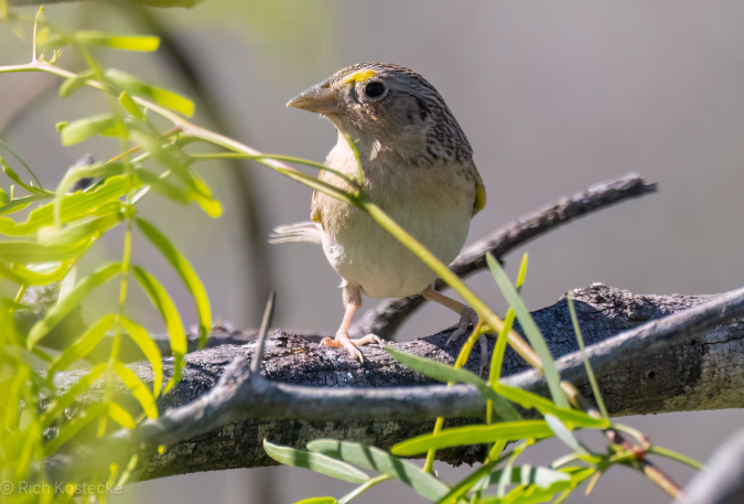 Grasshopper Sparrow by Richard Kostecke - Organikos
