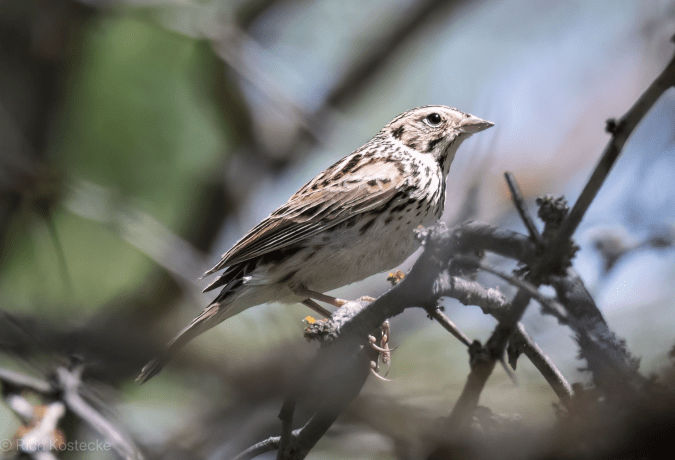 Baird's Sparrow by Richard Kostecke - Organikos