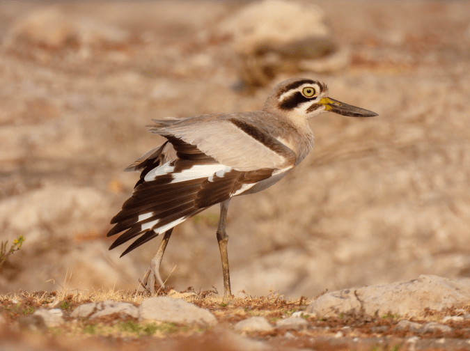Great Thick-knee by Ramesh Desai - Organikos
