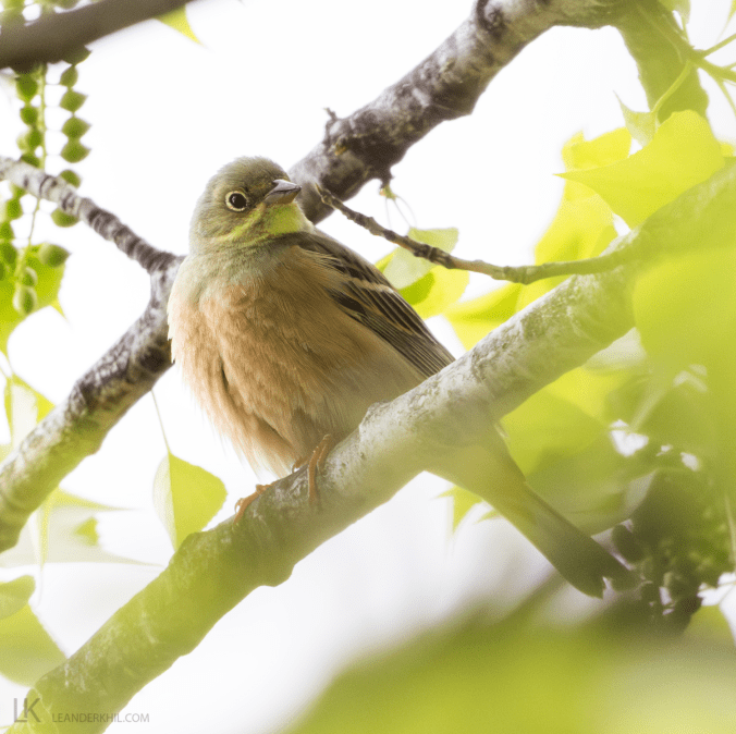 Ortolan Bunting by Leander Khil - Organikos