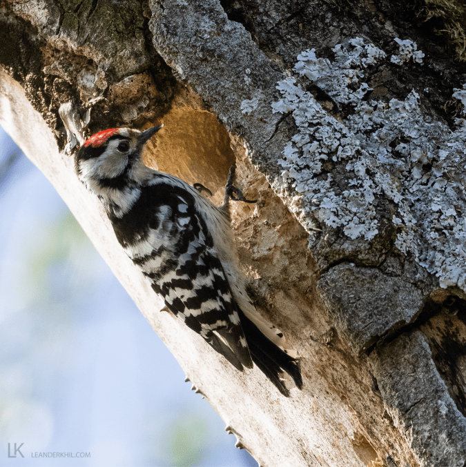 Lesser Spotted Woodpecker by Leander Khil - Organikos