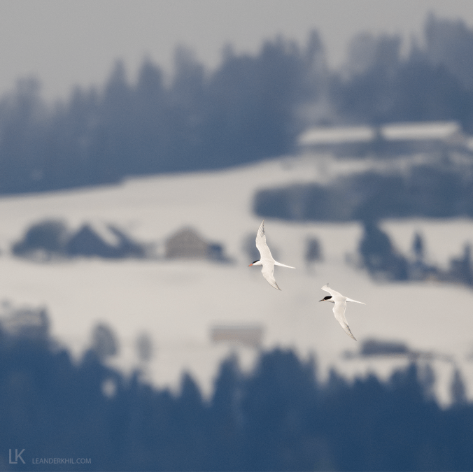 Common Tern by Leander Khil - Organikos