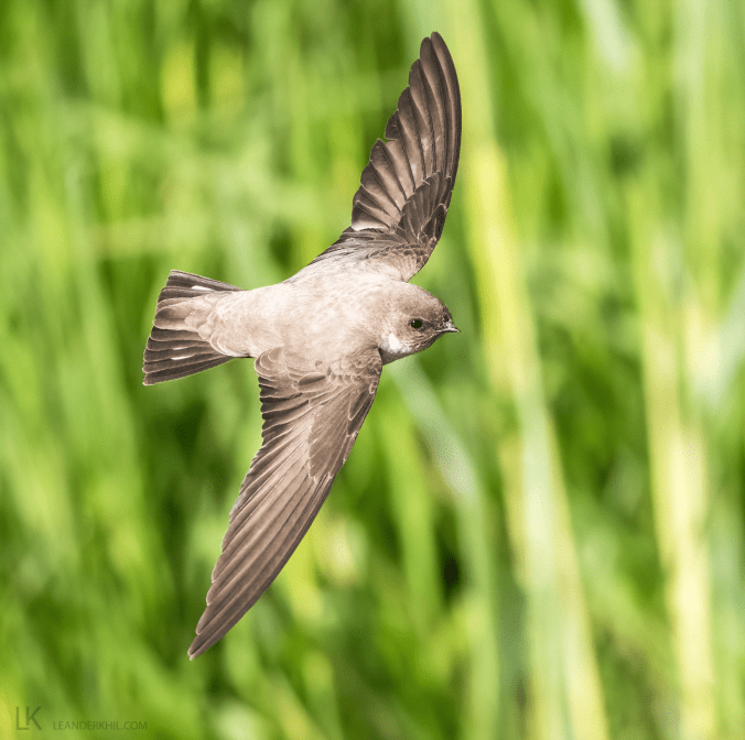 Eurasian Crag Martin by Leander Khil - Organikos