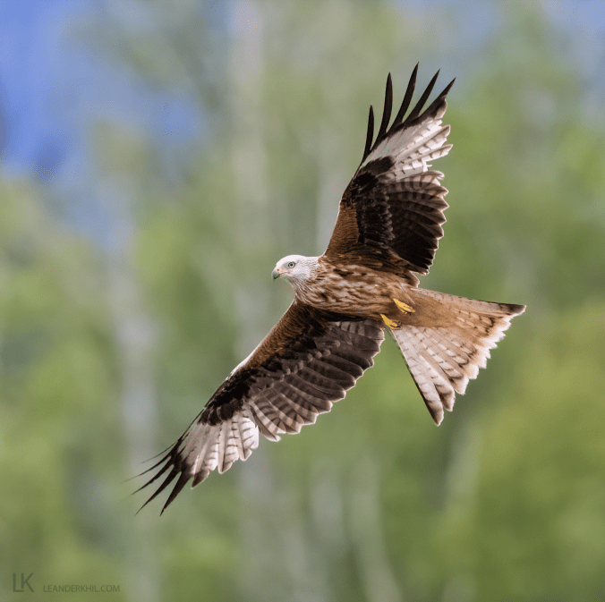 Red Kite by Leander Khil - Organikos