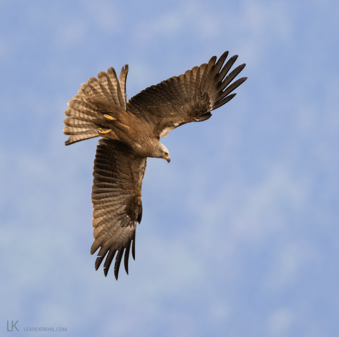 Black Kite by Leander Khil - Organikos