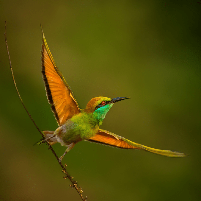 Asian Green Bee-eater by Puneet Dhar - Organikos
