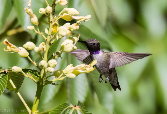 Black-chinned Hummingbird by Richard Kostecke - Organikos