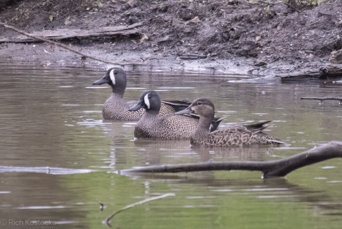 Blue-winged Teal by Richard Kostecke - Organikos
