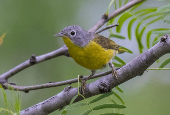Nashville Warbler by Richard Kostecke - Organikos